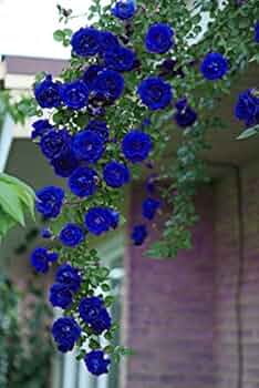 ★ BLUE ROSE★ Blues Blue Rose Seeds - Perennial - Authentic Seeds